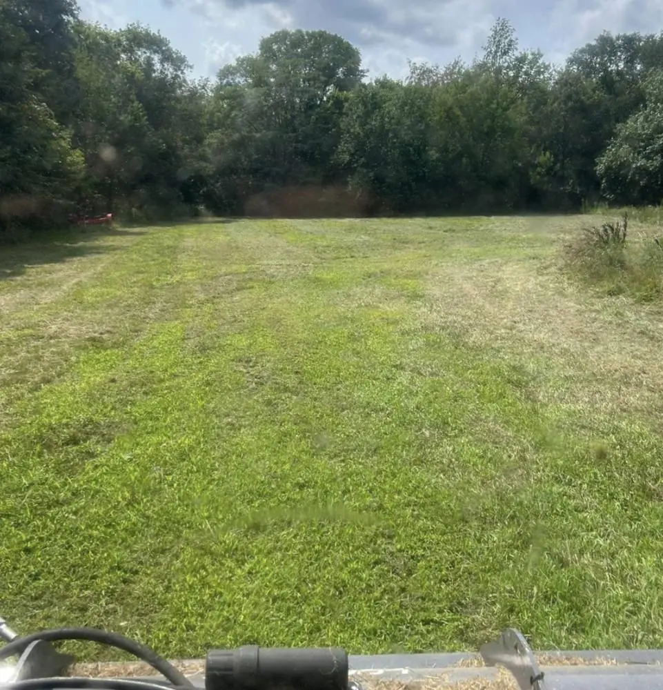 Overgrown grass area before site work began